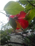 hibiskus iza